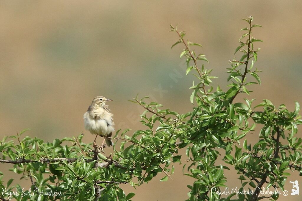 Pipit rousseline