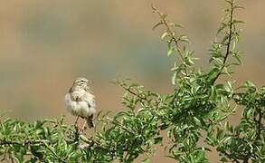 Tawny Pipit