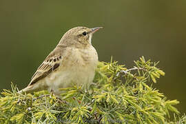 Pipit rousseline