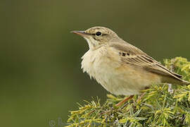 Pipit rousseline