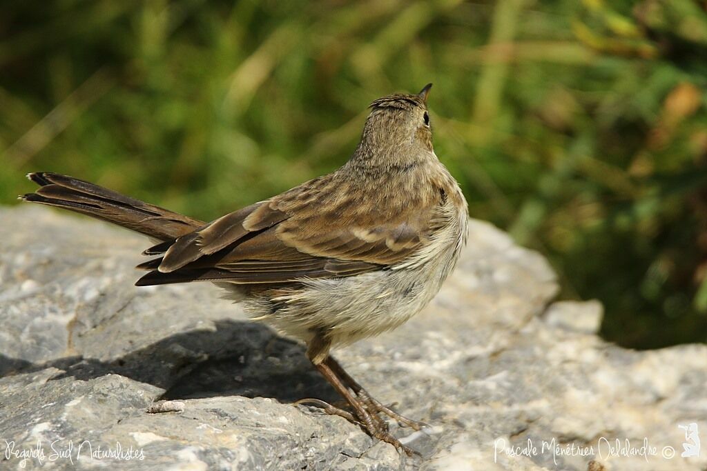 Pipit spioncelle