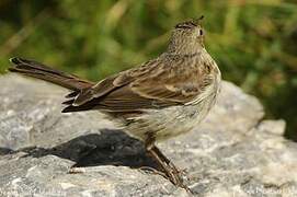 Pipit spioncelle