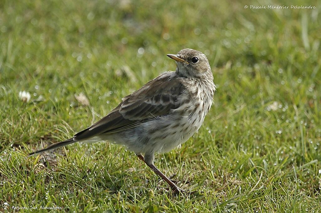 Water Pipit