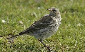 Water Pipit