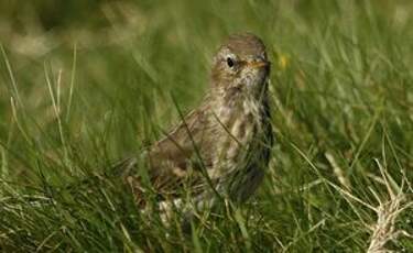 Pipit spioncelle