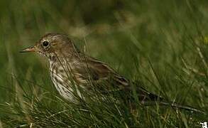 Water Pipit