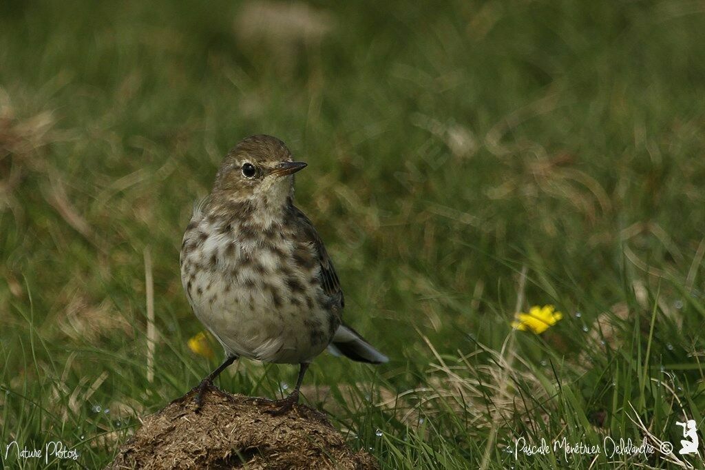 Pipit spioncelle