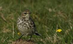 Pipit spioncelle