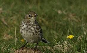 Water Pipit