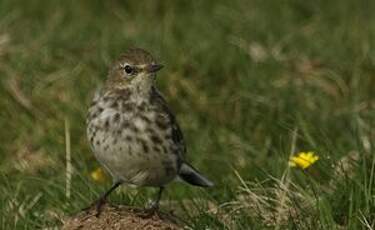 Pipit spioncelle