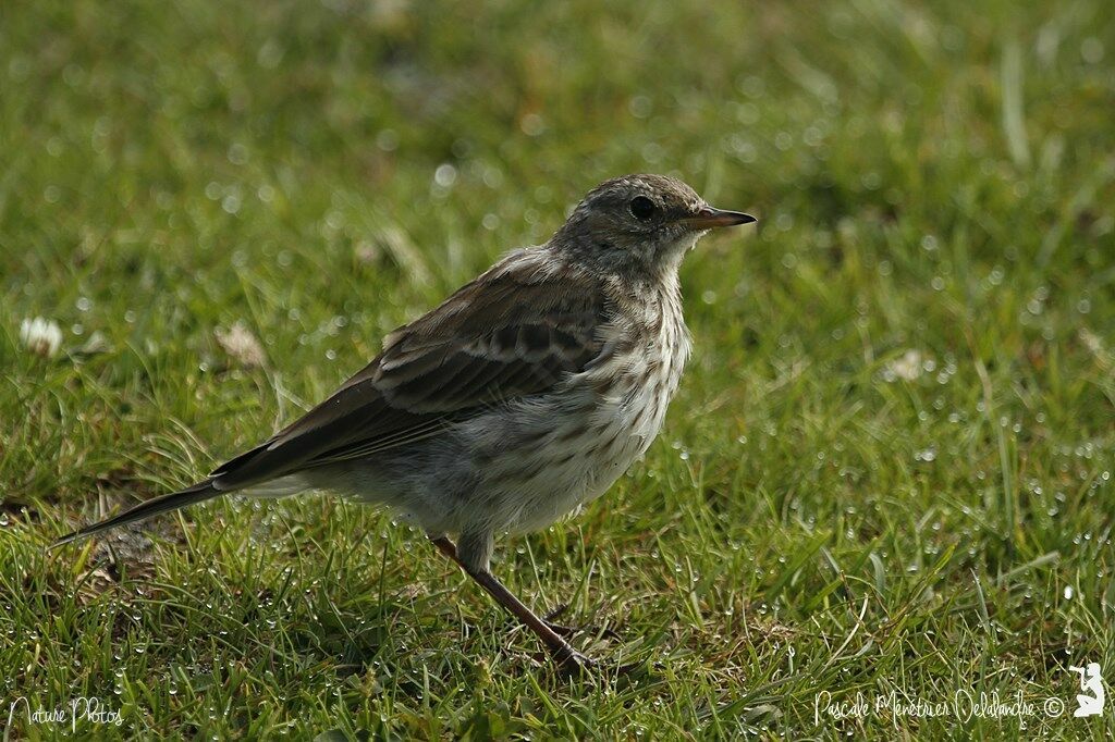 Pipit spioncelle