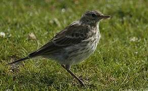 Water Pipit