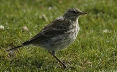 Pipit spioncelle