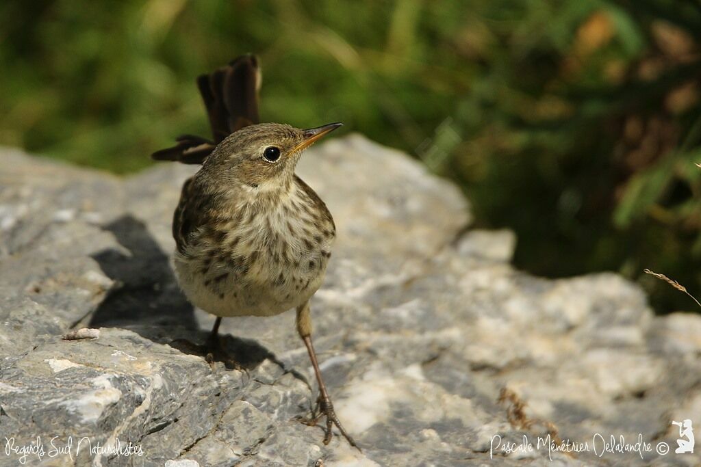 Pipit spioncelle