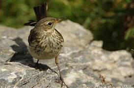 Water Pipit