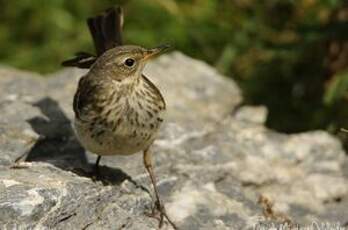 Pipit spioncelle