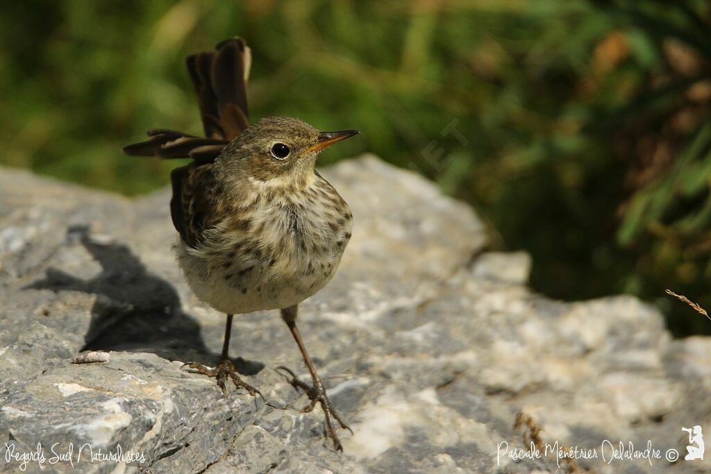 Water Pipit