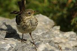 Pipit spioncelle