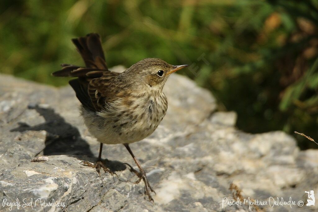 Pipit spioncelle