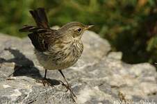 Pipit spioncelle