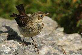 Water Pipit