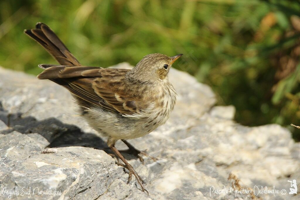 Water Pipit