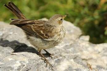 Pipit spioncelle