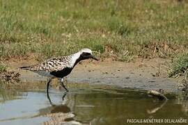 Grey Plover