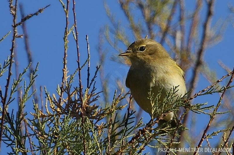 Willow Warbler