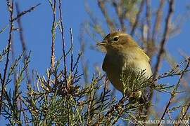 Willow Warbler