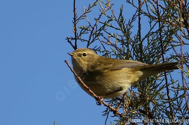 Willow Warbler