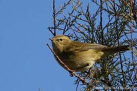 Willow Warbler