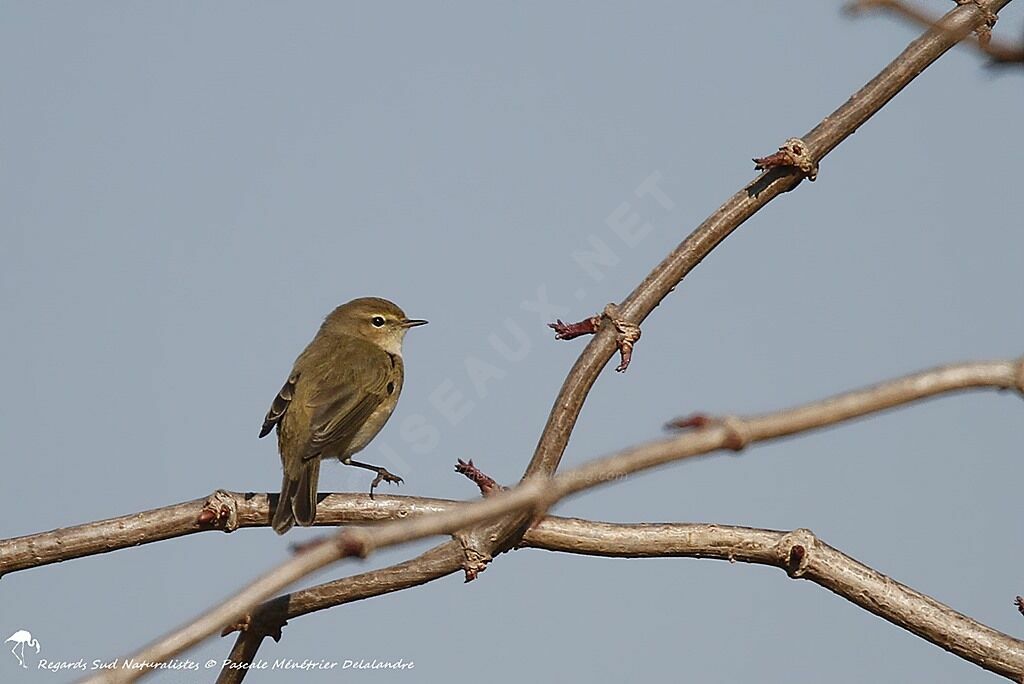 Common Chiffchaff