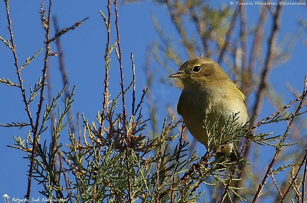 Common Chiffchaff