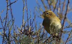 Common Chiffchaff