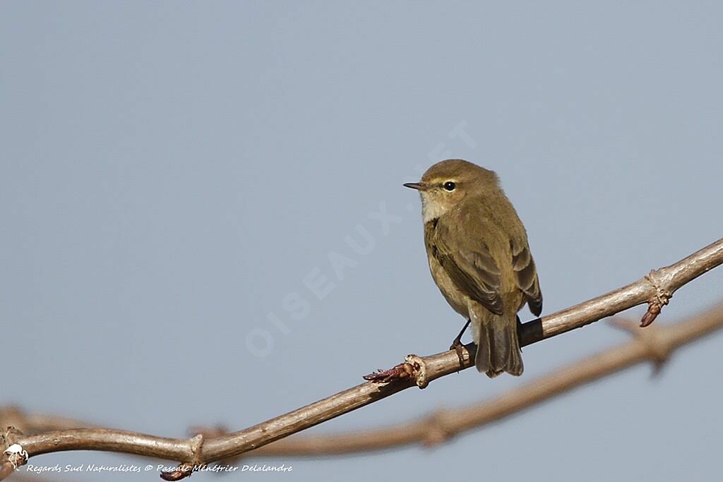 Common Chiffchaff