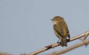 Common Chiffchaff