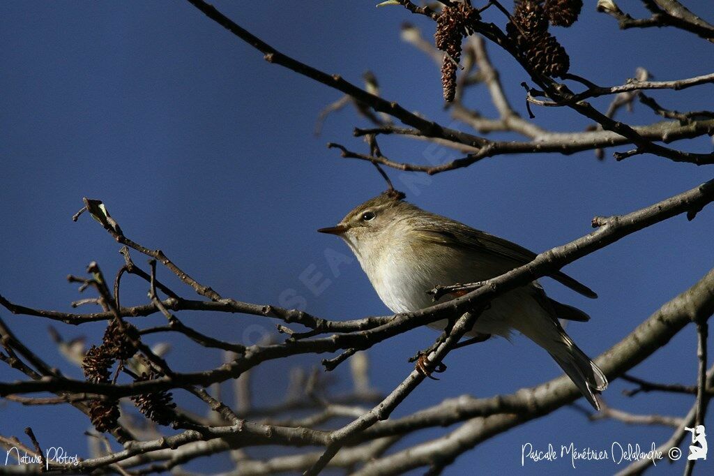 Common Chiffchaff