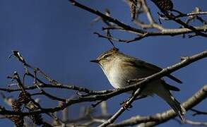 Common Chiffchaff