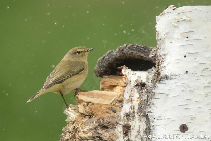 Common Chiffchaffadult