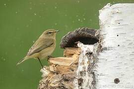 Common Chiffchaff