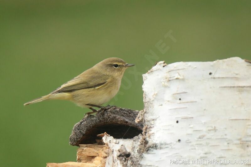 Common Chiffchaffadult