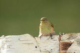 Common Chiffchaff