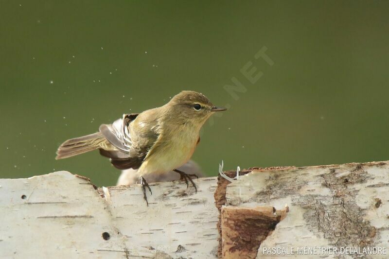 Common Chiffchaffadult