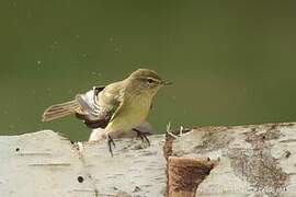 Common Chiffchaff