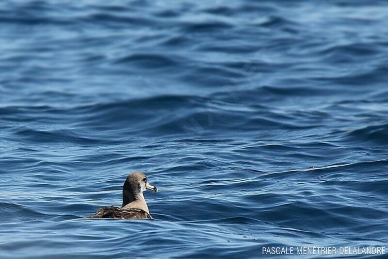 Scopoli's Shearwater