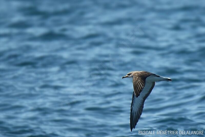 Scopoli's Shearwater