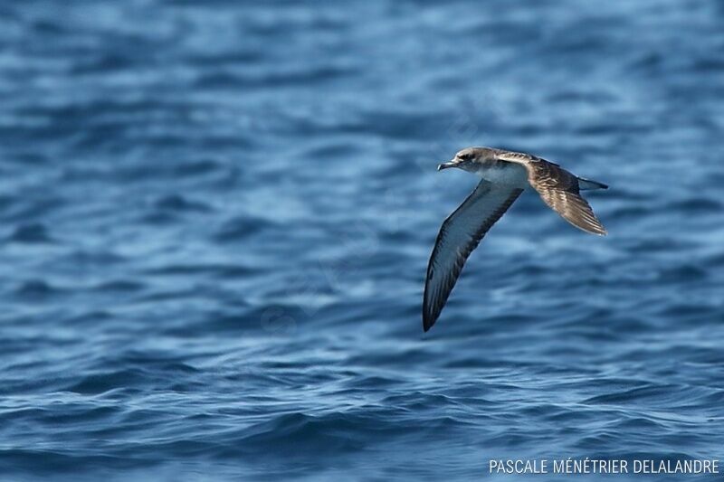 Scopoli's Shearwater