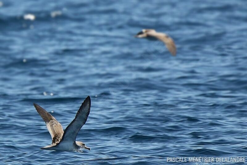 Puffin de Scopoli