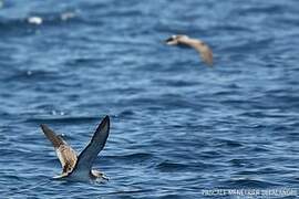 Scopoli's Shearwater